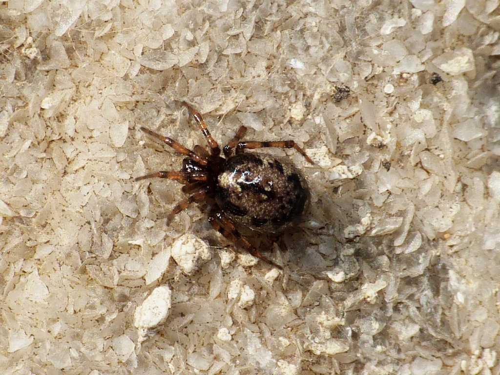 Coppia di Enoplognatha mandibularis con ospite